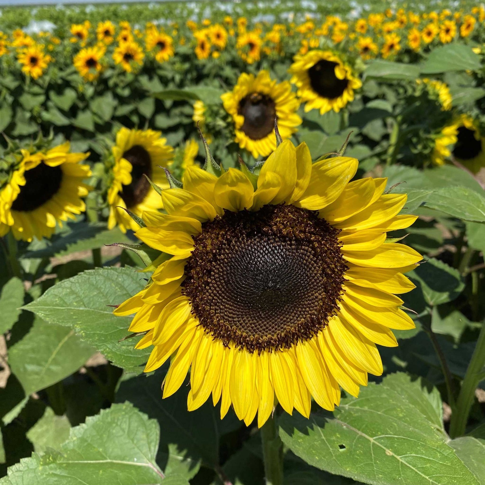 100+ Organic ProCut Brilliance Sunflower Seeds – Free Shipping!!