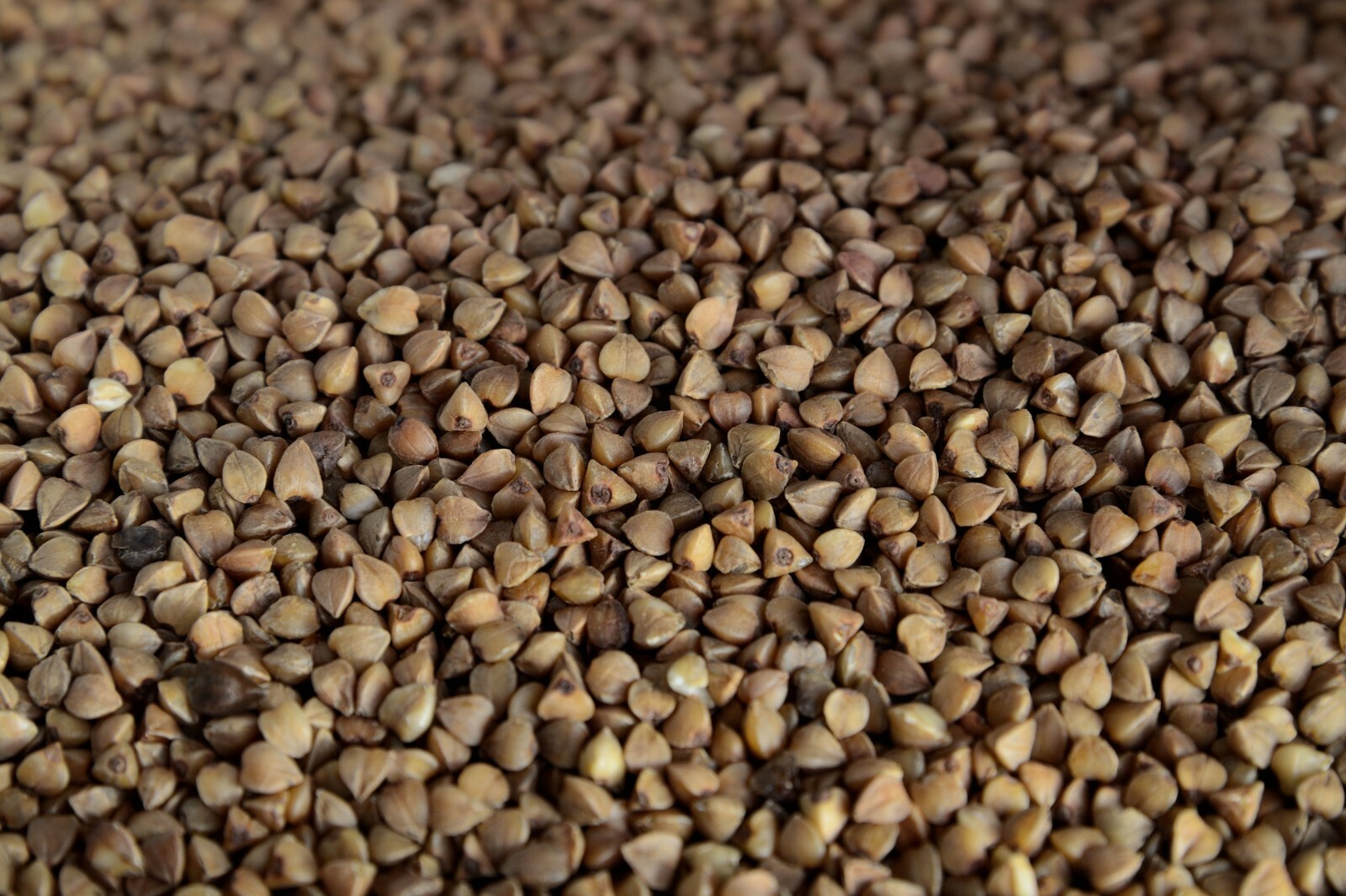 Buckwheat seeds Ancient Grain Grow your own Flour! 100 Seed Starter Pack