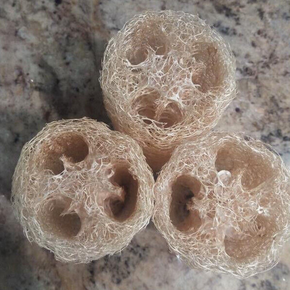 10+ 2023 USA LUFFA GOURD SEEDS LOOFAH SPONGE DISHCLOTH FREE SHIPPING NON-GMO