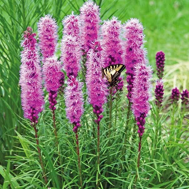 GAYFEATHER BLAZING STAR FLOWER SEEDS FREE SHIPPING 25 FRESH SEEDS Garden Pots