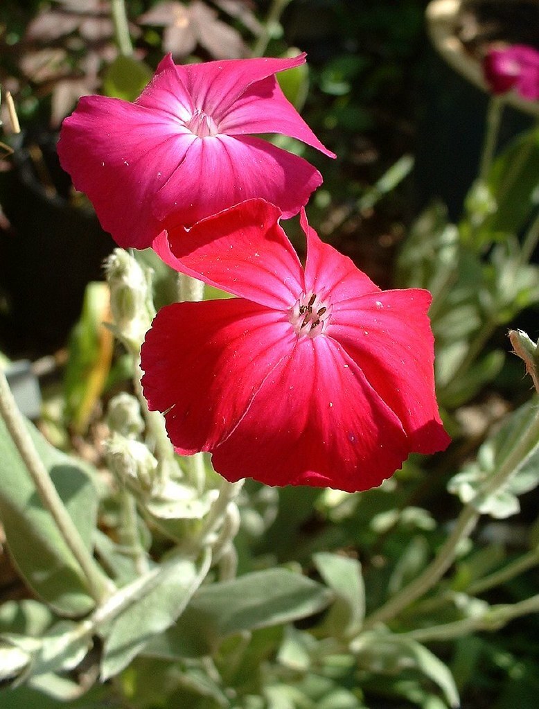 Lychnis Coronaria – Rose Campion seed