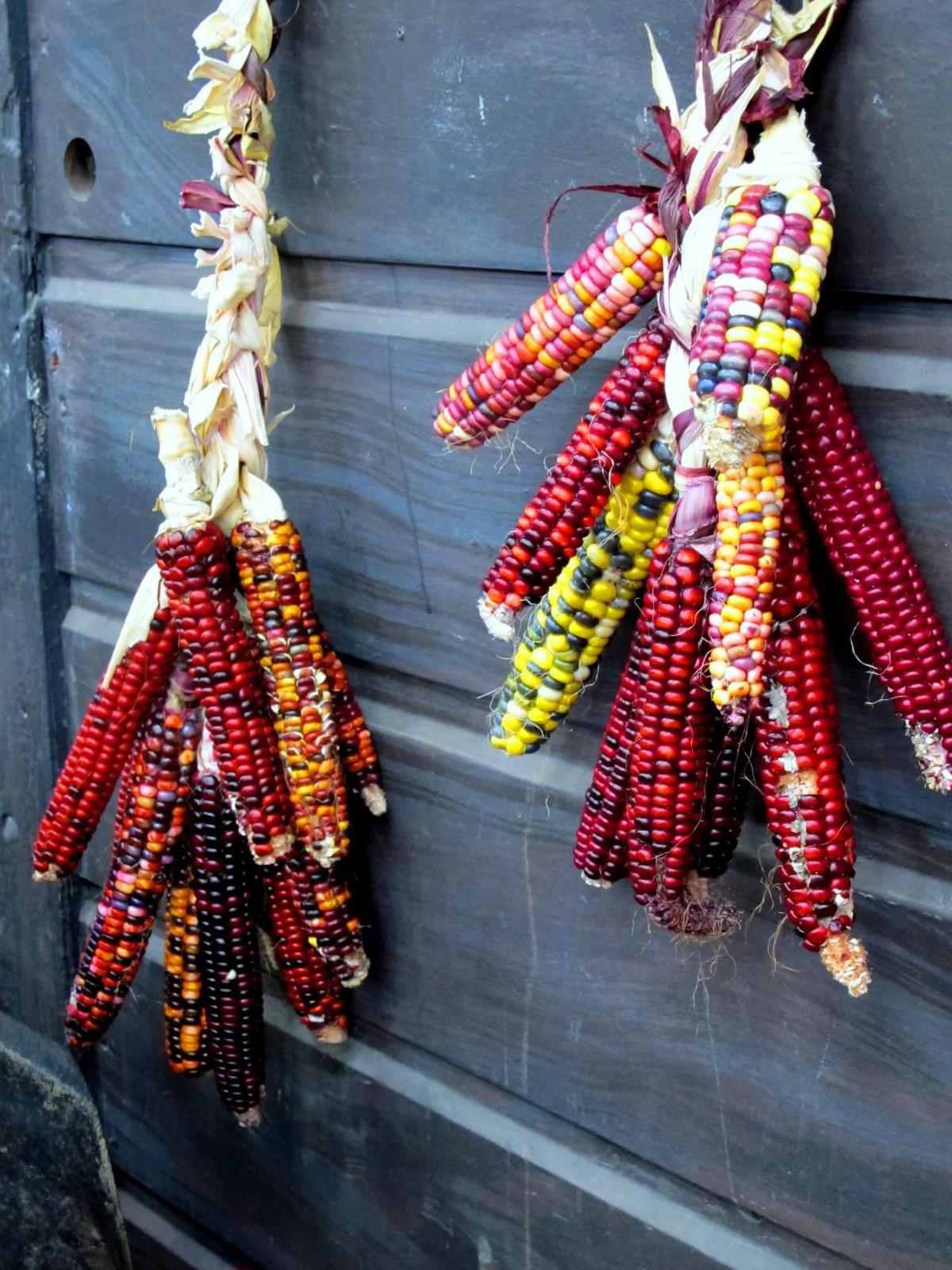 Rainbow Ornamental Corn Seeds | Multicolor Indian Dent Flint Popcorn Seed 2024