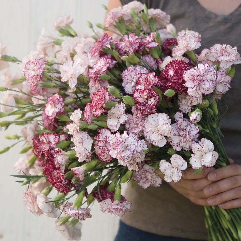 100+ Carnation Benigna seeds