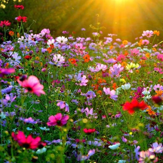 Landscaper’s Pack CRAZY FOR COSMOS Heat Drought Summer Heirloom NonGMO 500 Seeds