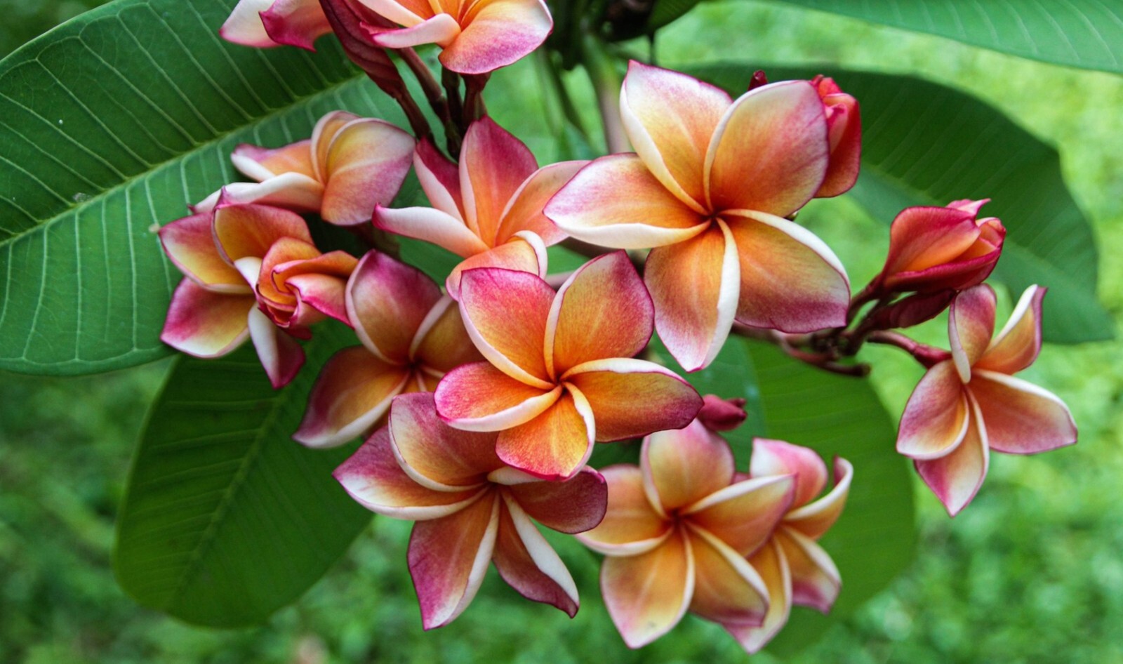 5 Orange Pink Yellow Plumeria Seeds Perennial Flowers Seed Frangipani US SELLER
