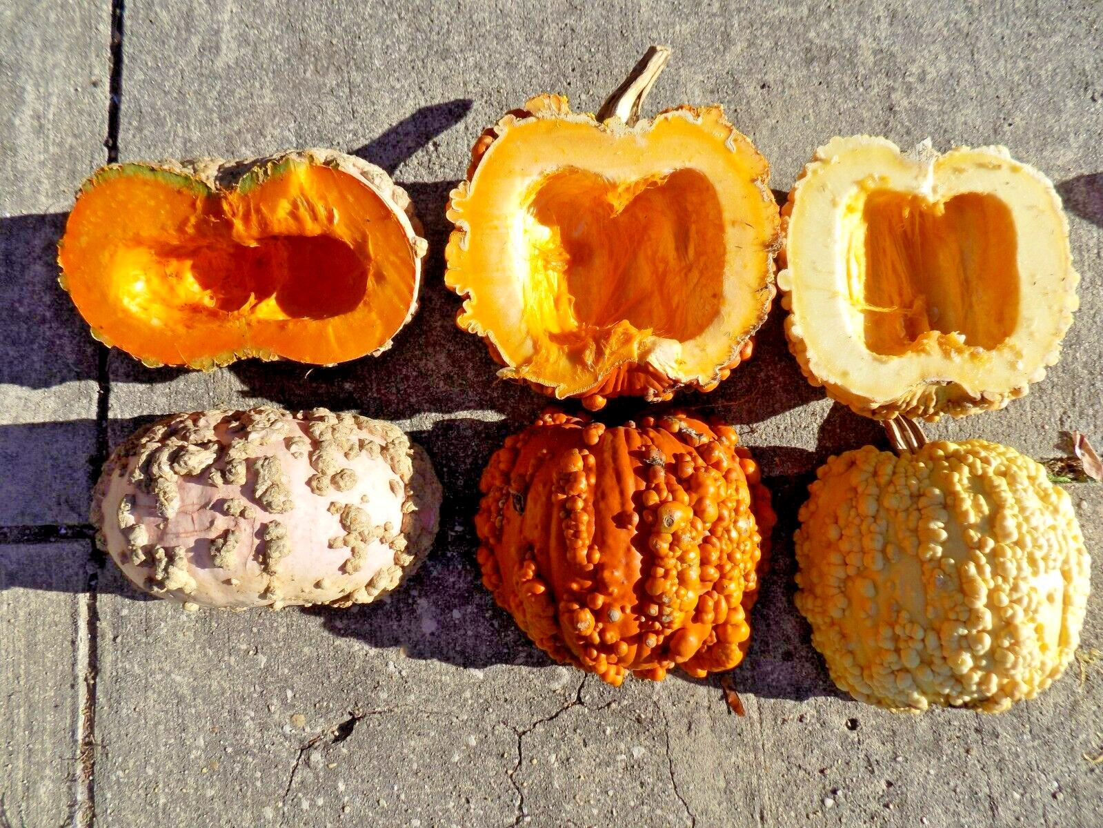 15 PEANUT PUMPKIN SEEDS – Cucurbita maxima