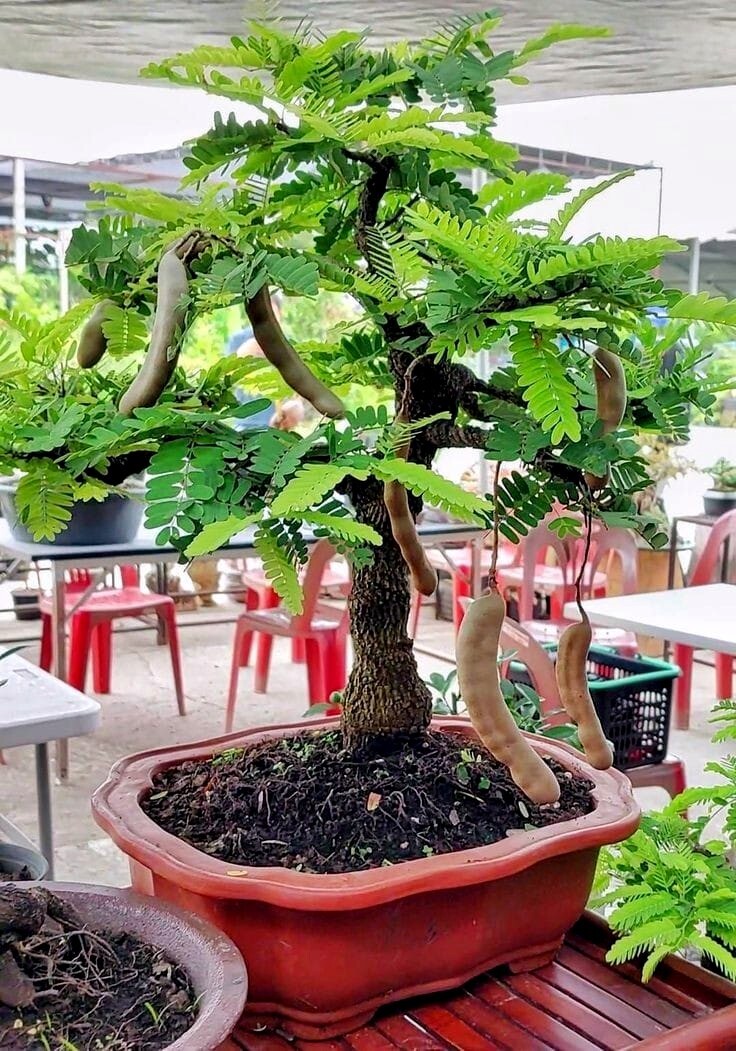10 Tamarind Tree Seeds (Tamarindus indica) Tropical Fruit Flower Plant, Bonsai