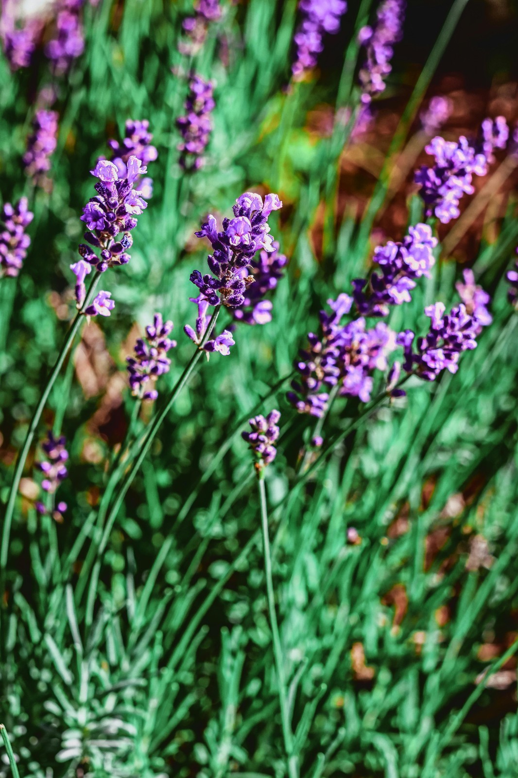 English Lavender Seeds Vera Heirloom Non-GMO Lavandula angustifolia Fragrant