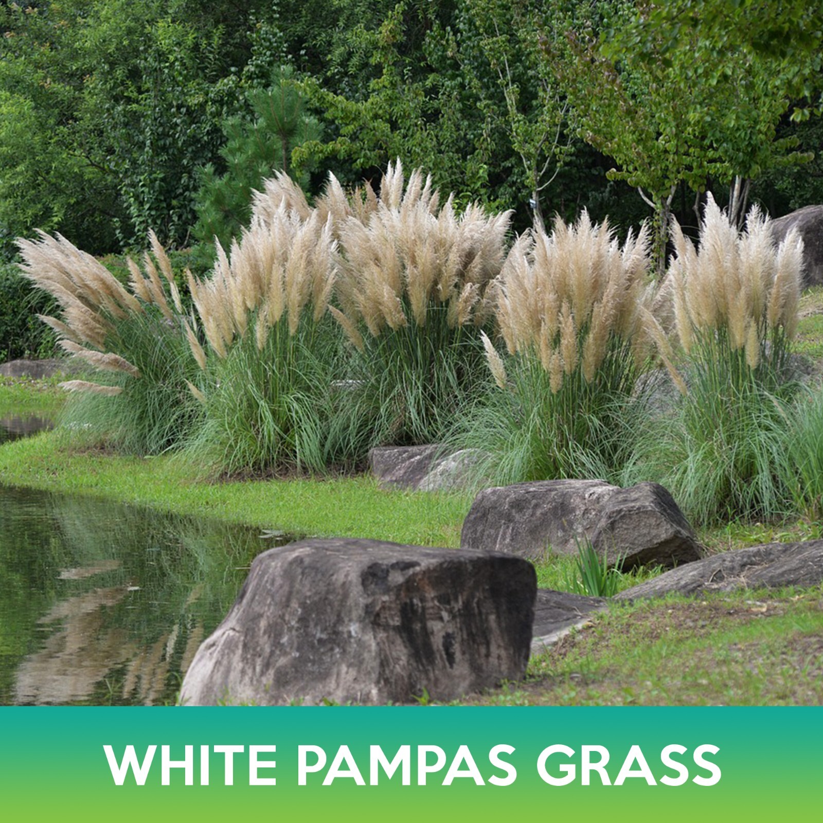 White Pampas Grass Seeds, Ornamental Grass