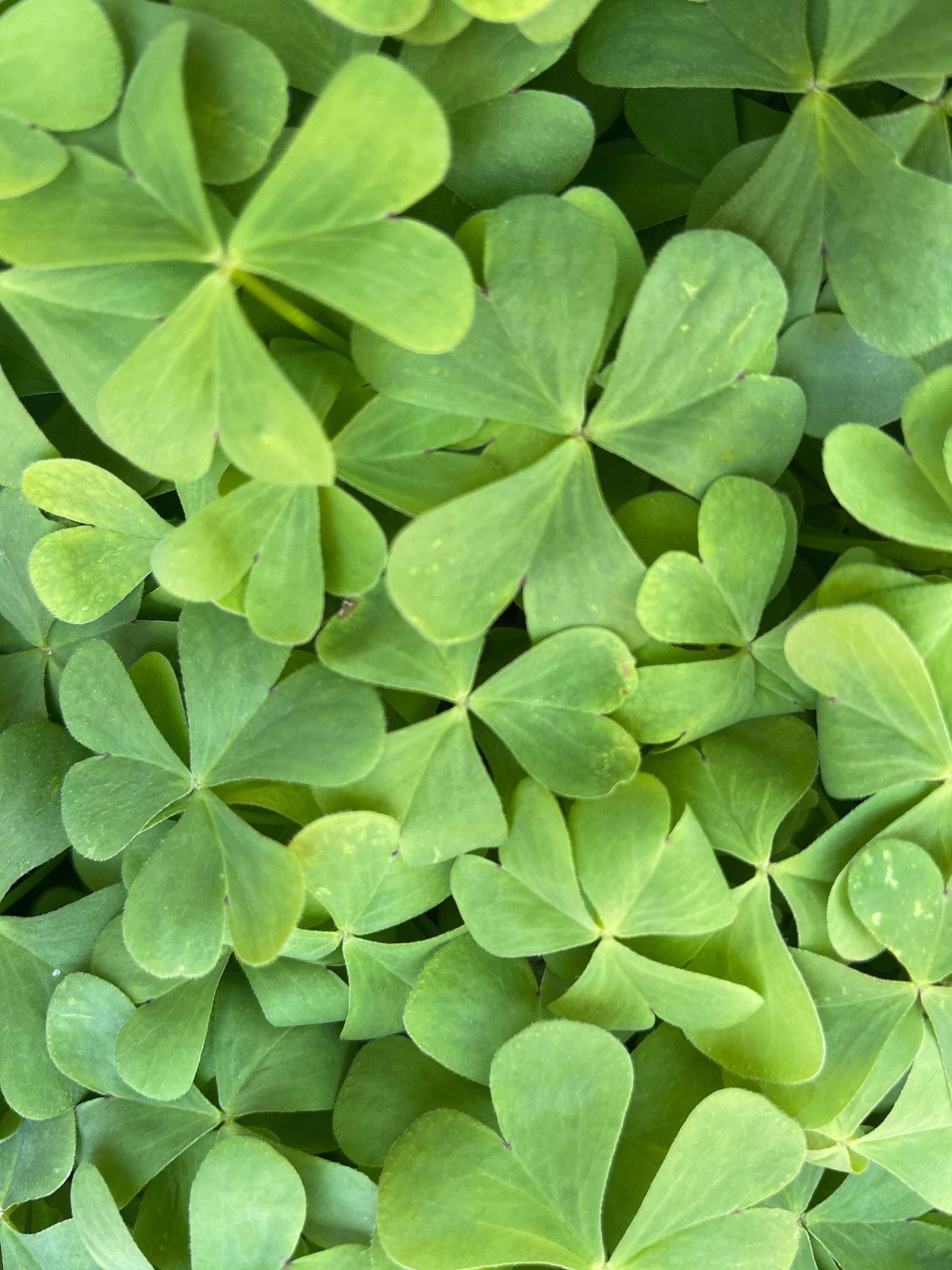 Oxalis “Articulata ssp Rubra” Shamrock/Wood Sorrel Bulb or Plant (You Choose)