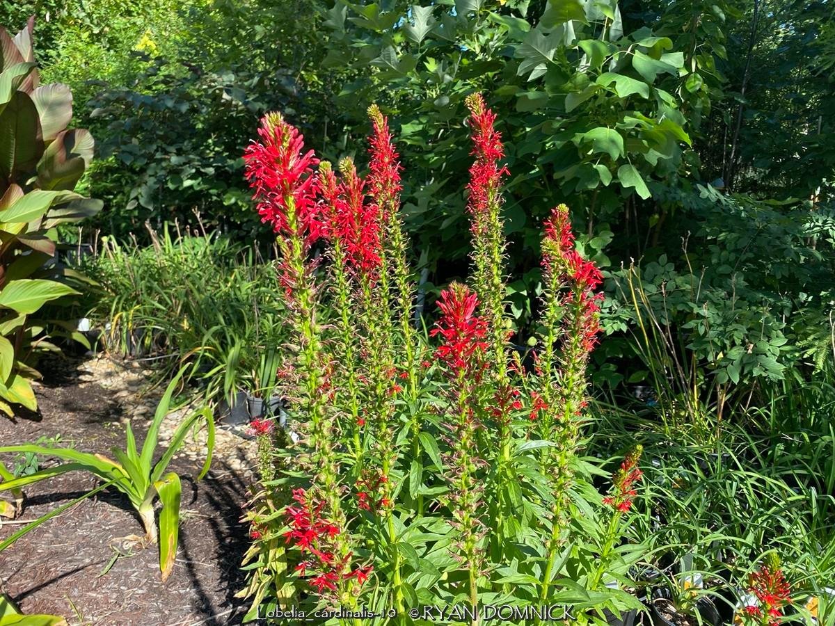 BULK SEEDS!…Lobelia cardinalis…Cardinal Flower/Native Lobilia…QTY/bag=1000