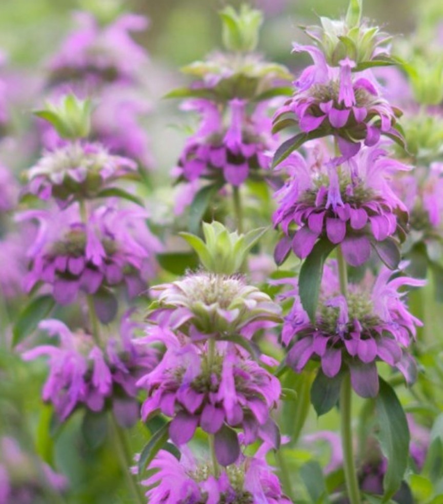400+ Lemon mint Seeds **Fresh Seeds** ~~Free Shipping~~