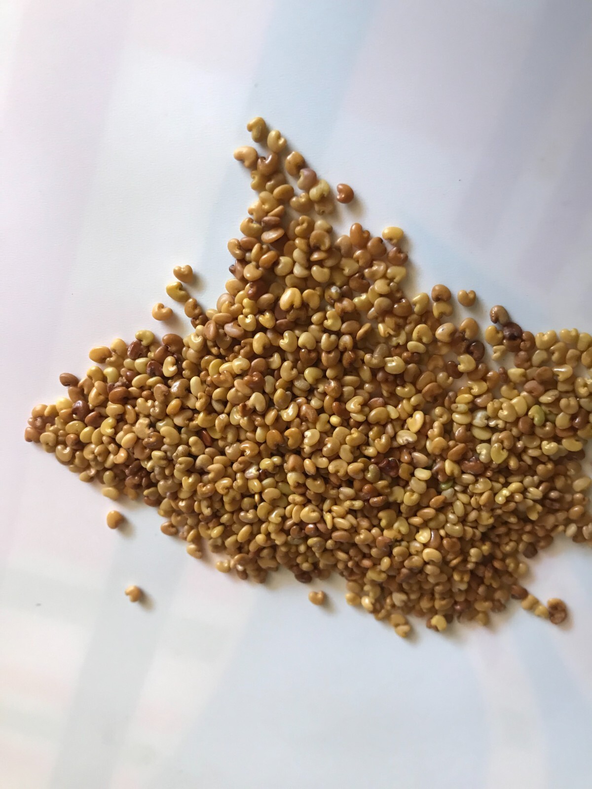 [FREE SHIPPING] 30+ Semillas de Chipilin | 30+ Fresh Organic Chipilin Seeds
