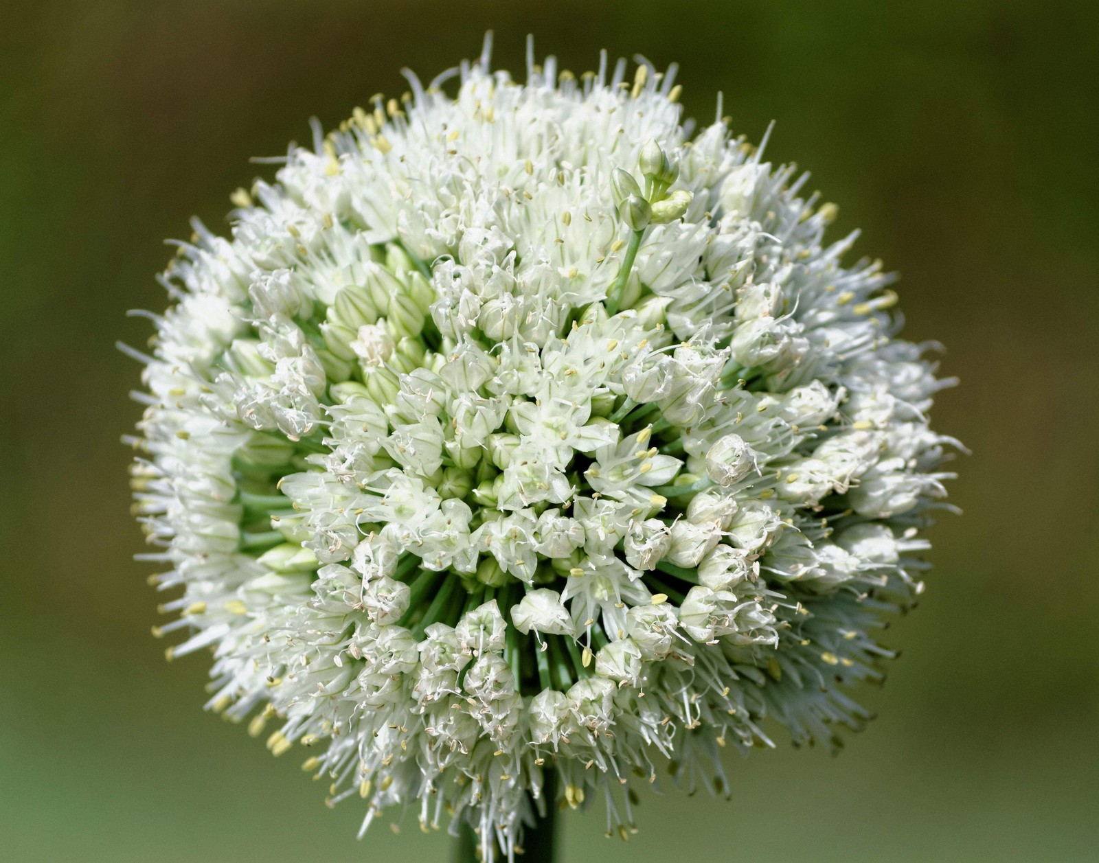 500 SOUTHPORT White Globe BUNCHING ONION Allium Cepa Vegetable Seeds