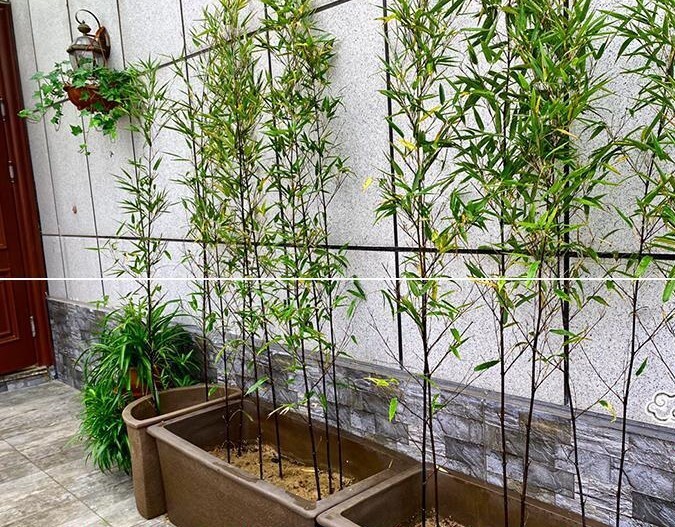 50+Black Bamboo seeds Bamboo Bonsai Garden Home Decoration Cold Resistance USA