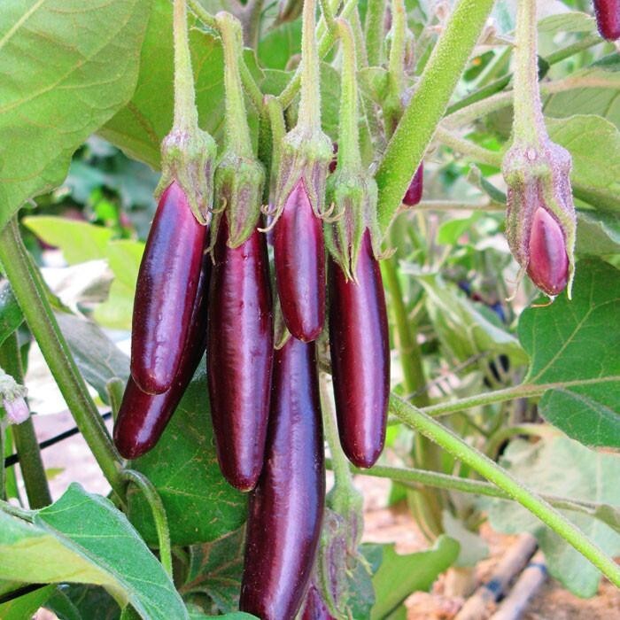 Eggplant Black Beauty/Organic Rosa Bianca/ Little Fingers eggplant/Patio Baby F1