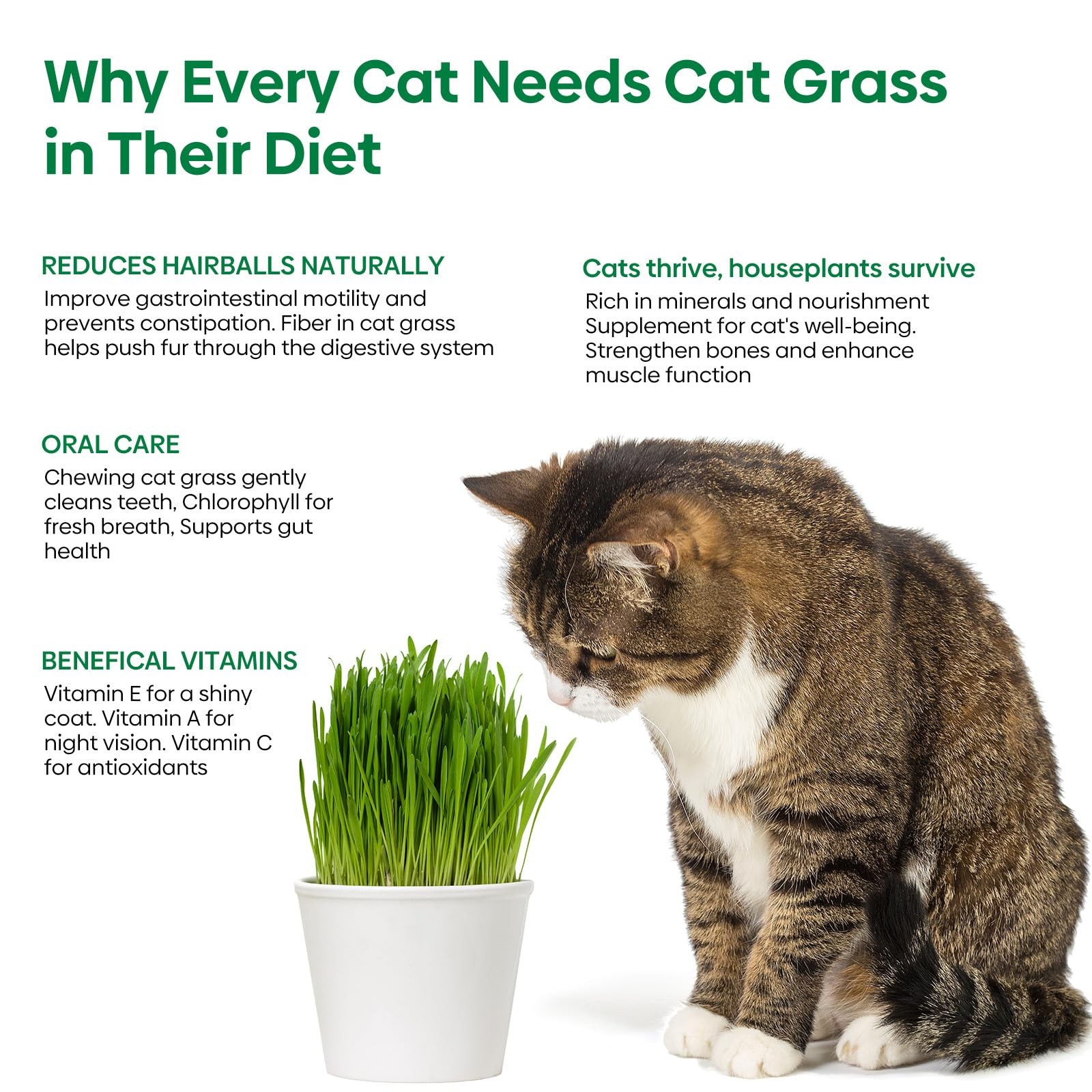 Cat Grass Seeds 16oz NonGMO Barley, Oats, Wheat, Rye Fast Germination