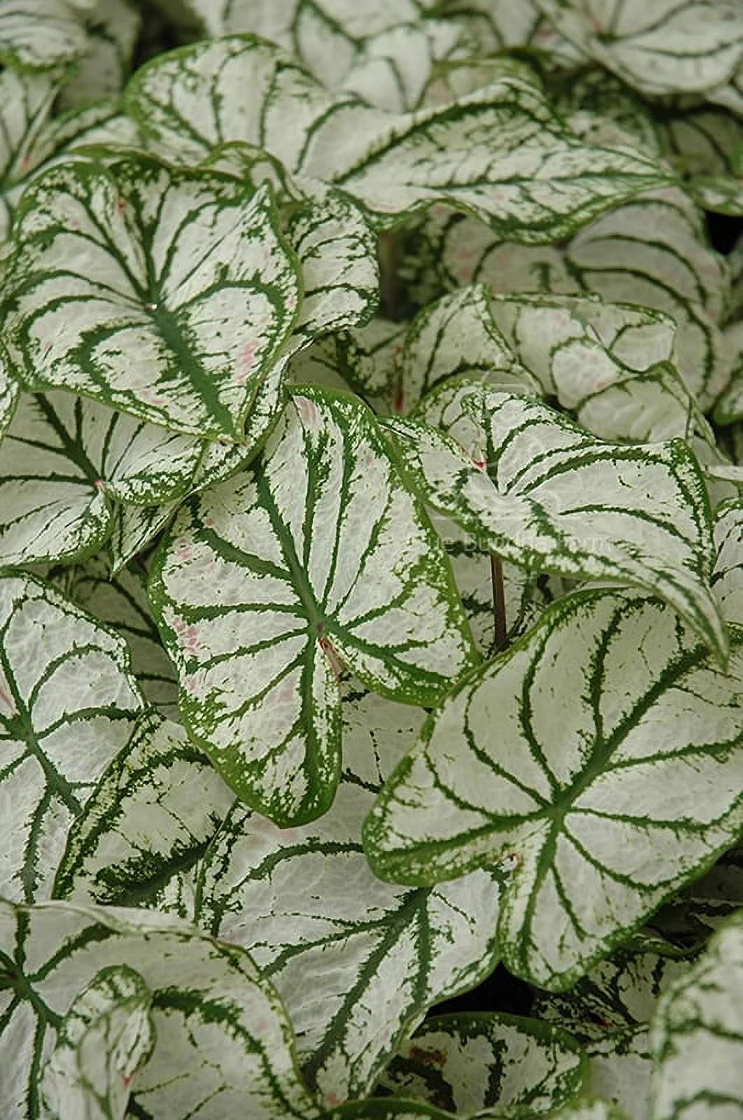 White Christmas Caladium (2 Bulbs)