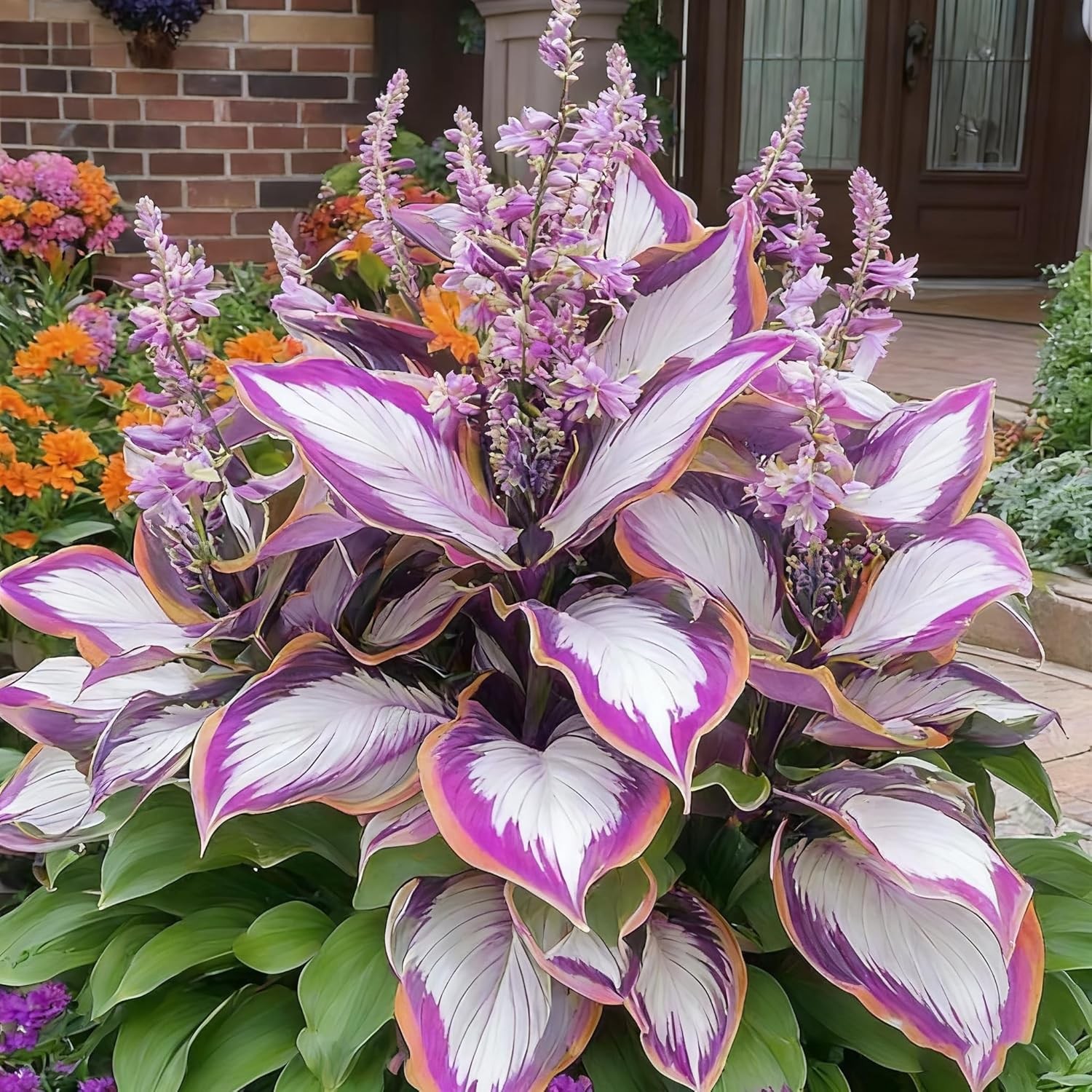 Hosta Seeds for Planting, 300+ Mixed Color Perennial Hosta Seed, Heirloom Non-GM
