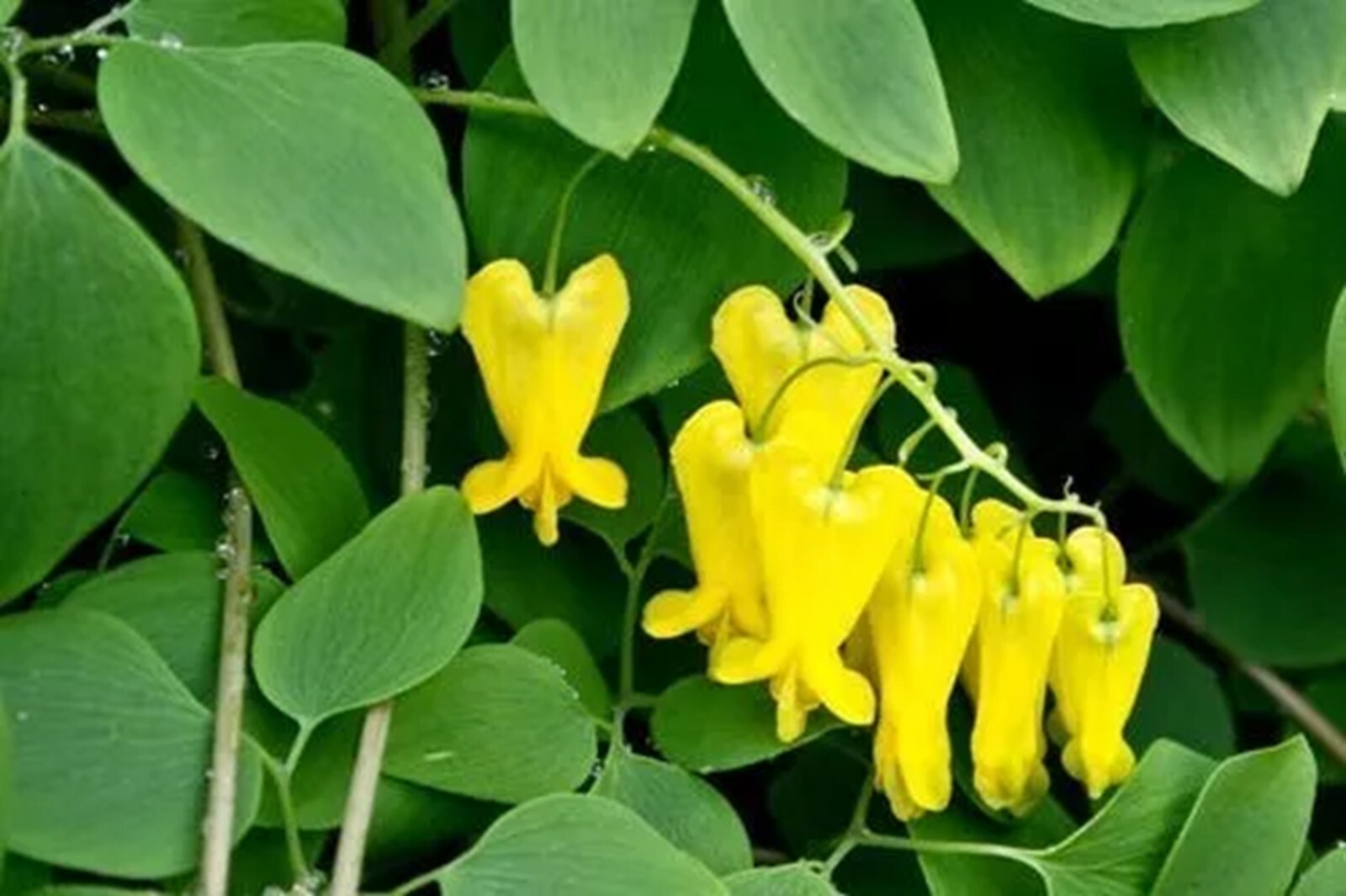 25 Golden Tears Bleeding Heart Seeds Dicentra Spectabilis Flowers US SELLER