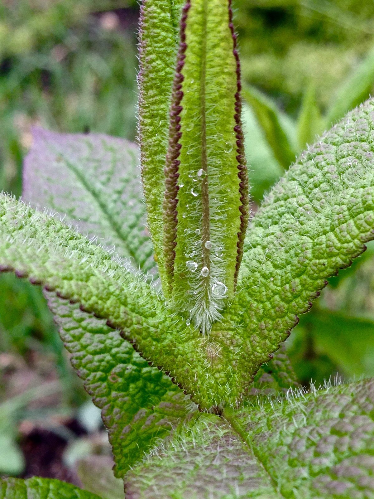 Boneset Seeds (Eupatorium perfoliatum)~Traditional Herb Native Pollinator Garden