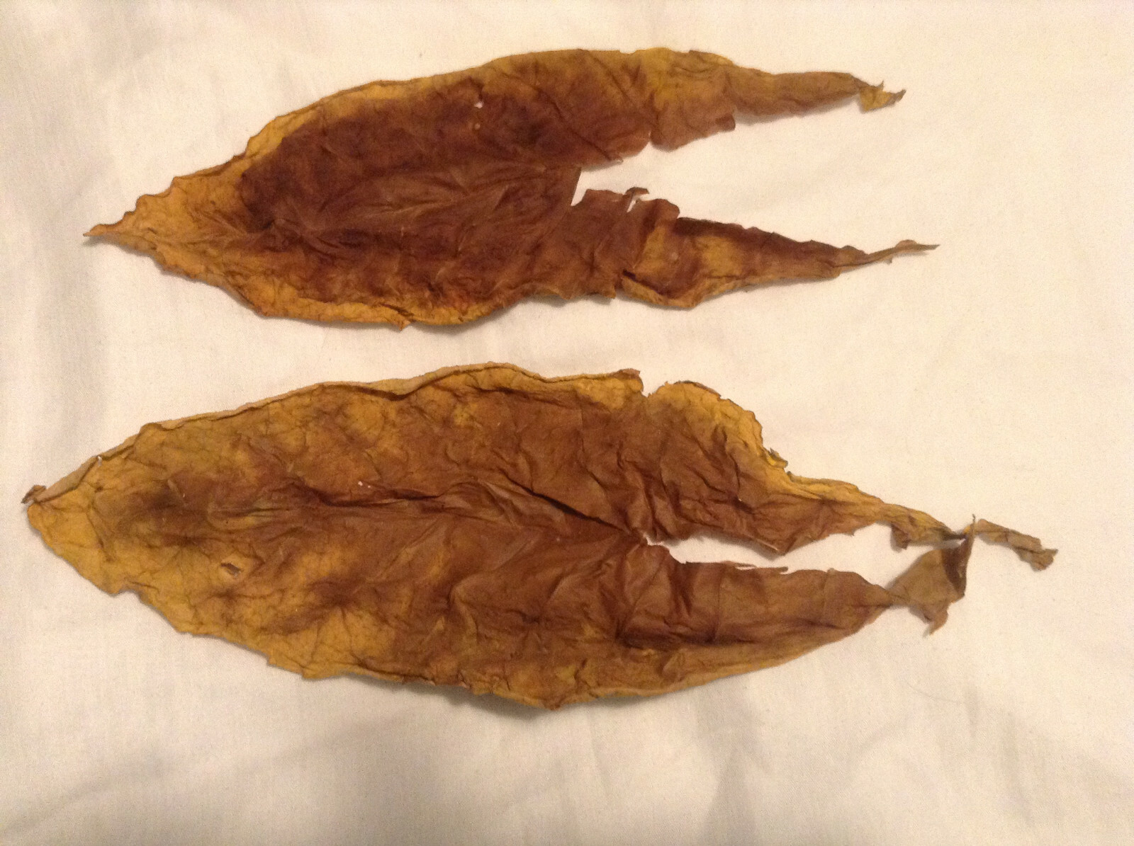 Caribbean Style Cigar Tobacco Seed Blend Kit – (1000+ seed each of 3 varietes)