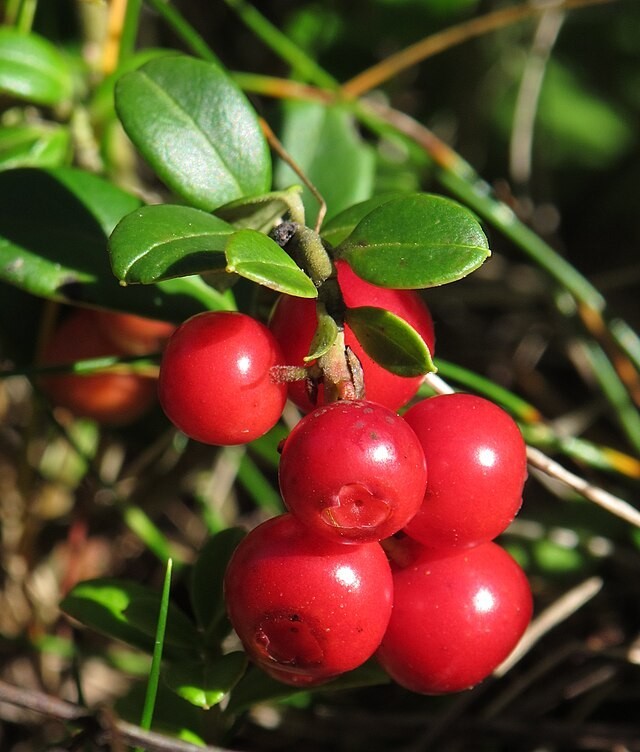 Vaccinium vitis-idaea | Lingonberry | 10 Seeds