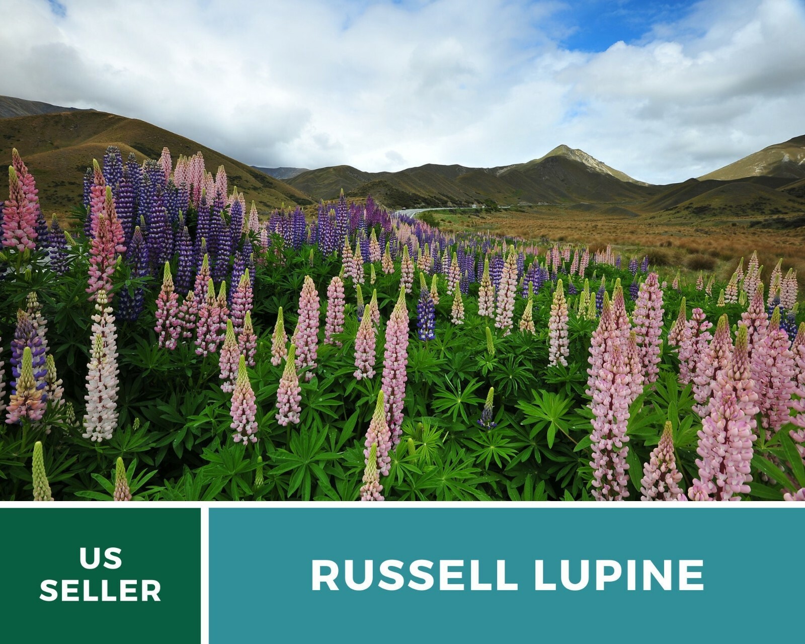 Lupine, Russell – 50 Seeds – Pollinator & Hummingbird Friendly – Sow in Fall or