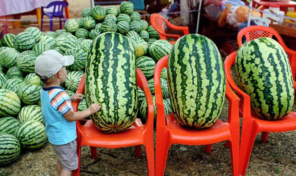 24 CONGO Watermelon Seeds – Large – NON GMO – HEIRLOOM – ORGANIC – RARE