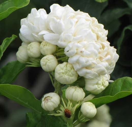 Grand Duke of Tuscany Jasmine~Jasminum Sambac~~SMALL Rooted STARTER Plant~