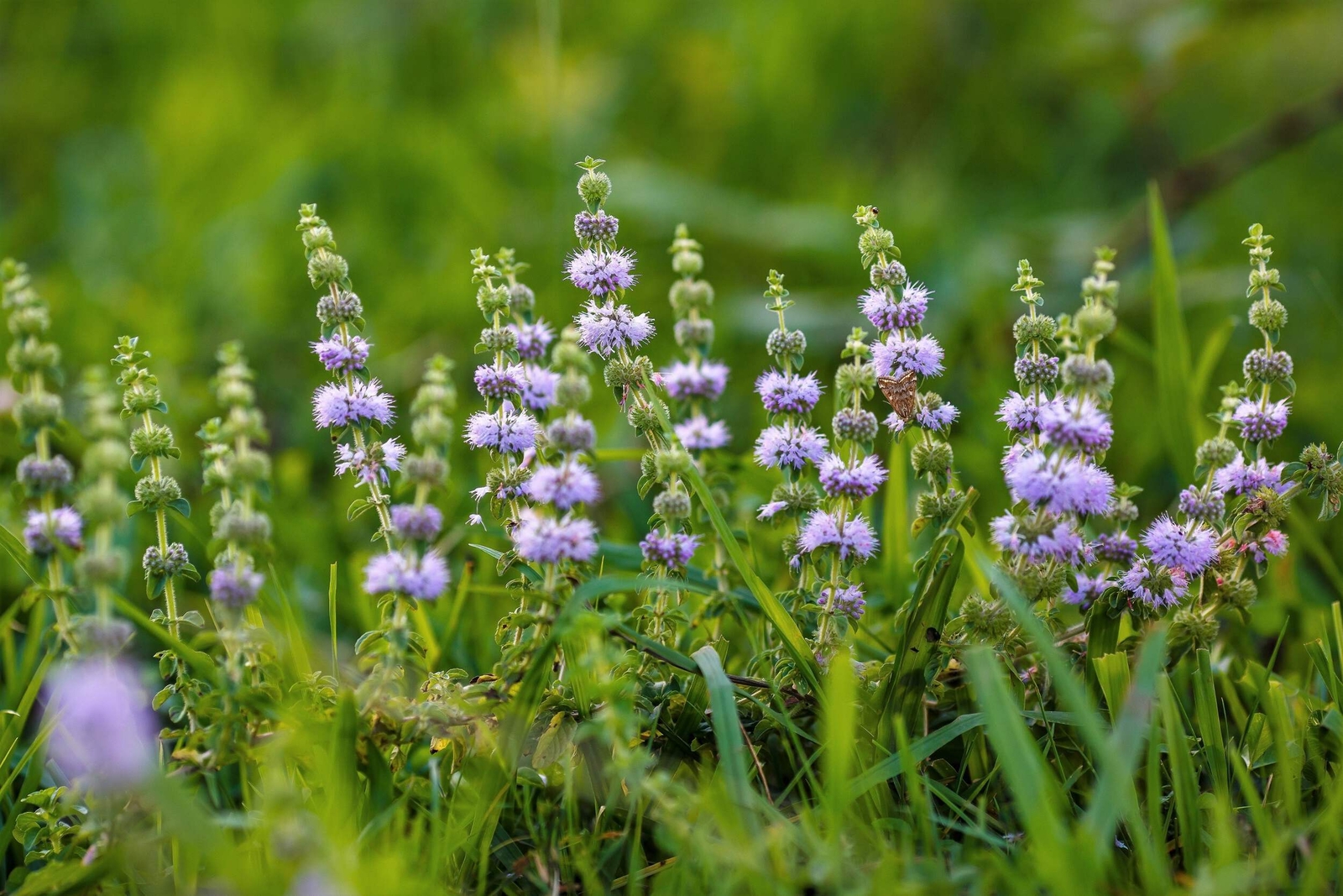 200 PENNYROYAL Mint Mentha Pulegium Herb Purple Flower Seeds