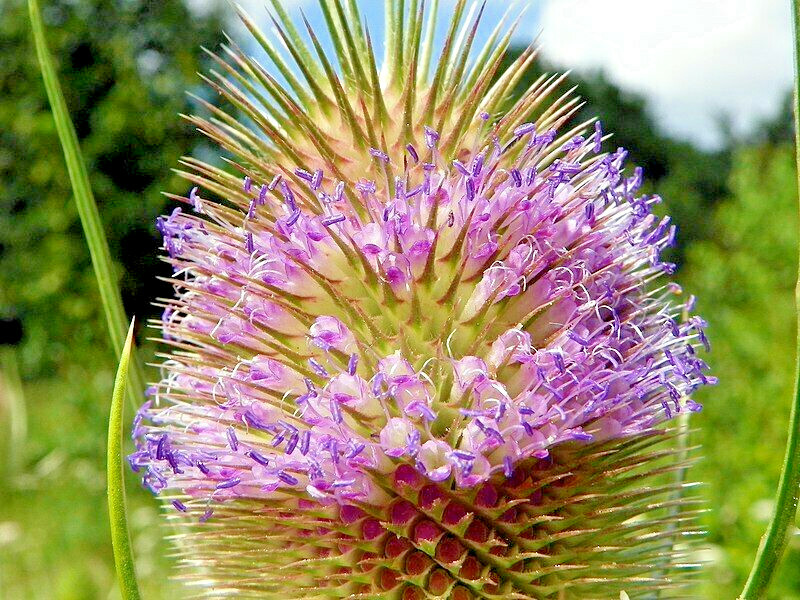 PURPLE TEASEL 100 SEEDS, DIPSACUS FULLONUM, USA SELLER
