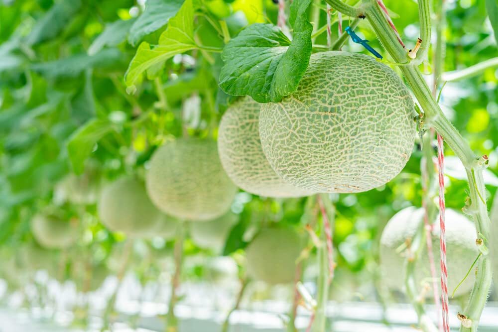 Best Cantaloupe Seeds to Grow (100+ Seeds) – Made in USA, Ships from Iowa – Hale
