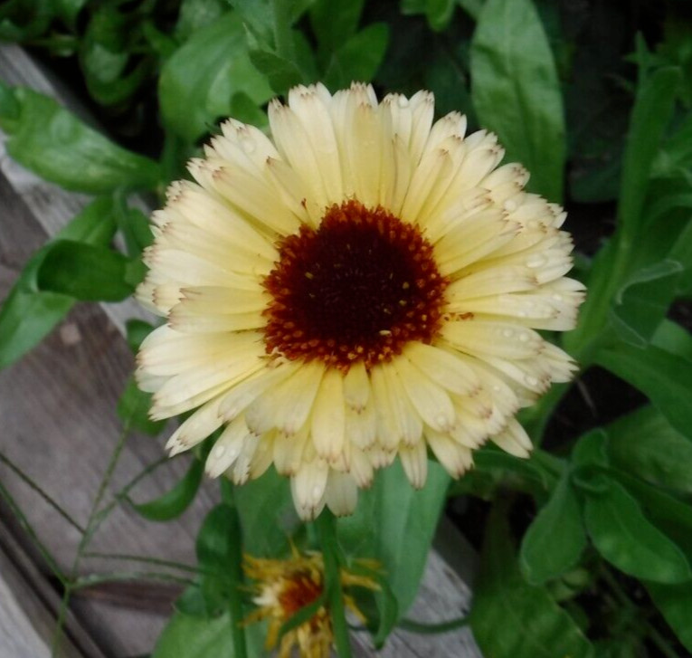 calendula mix 35+ Seeds