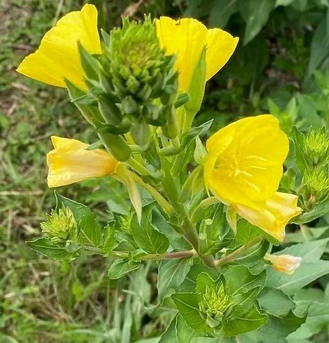 Evening Primrose (Oenothera biensis) SEEDS