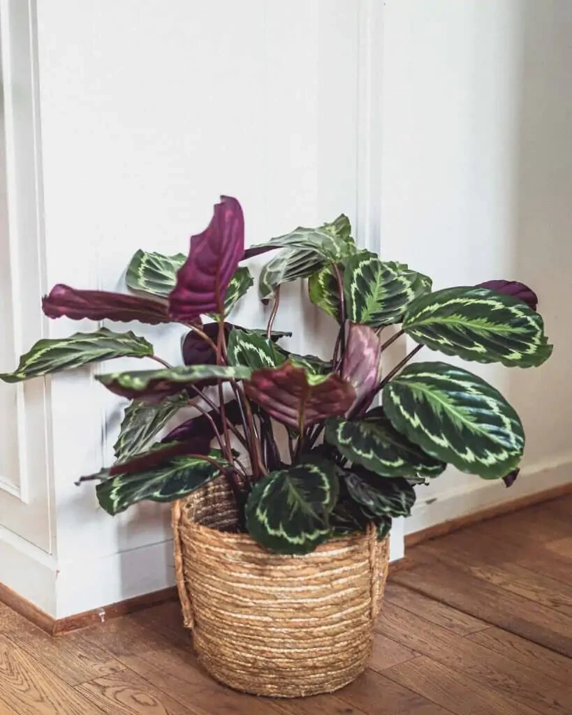25+ Rose Painted Calathea Seeds for Garden Planting – USA – FREE SHIPPING!