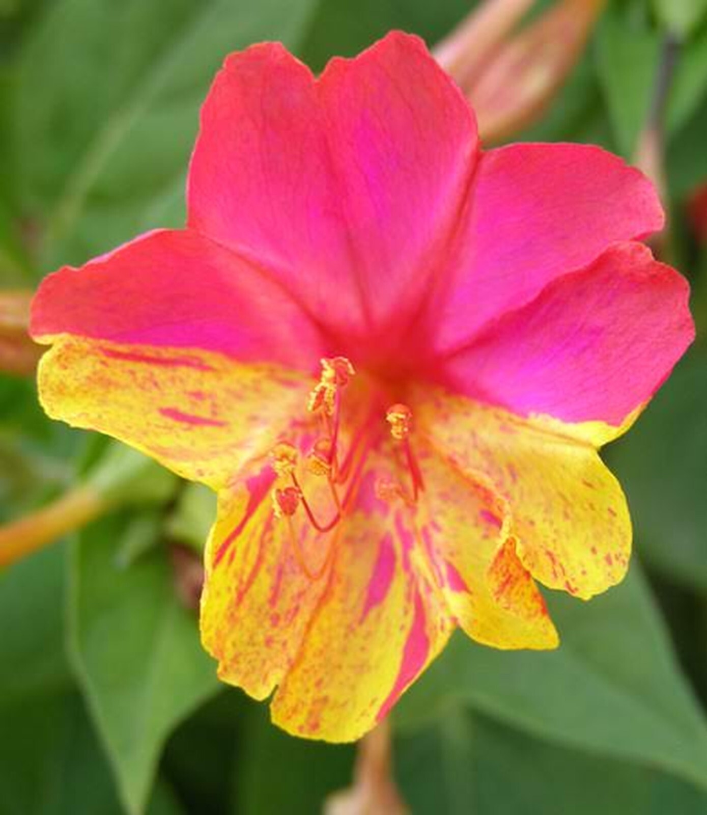 25 Magenta Oran 4 O’Clock Seeds Fragrant Flowers Perennial Seed Mirabilis Jalapa