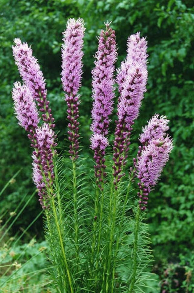 Liatris spicata | Blazing Star | 10 Seeds