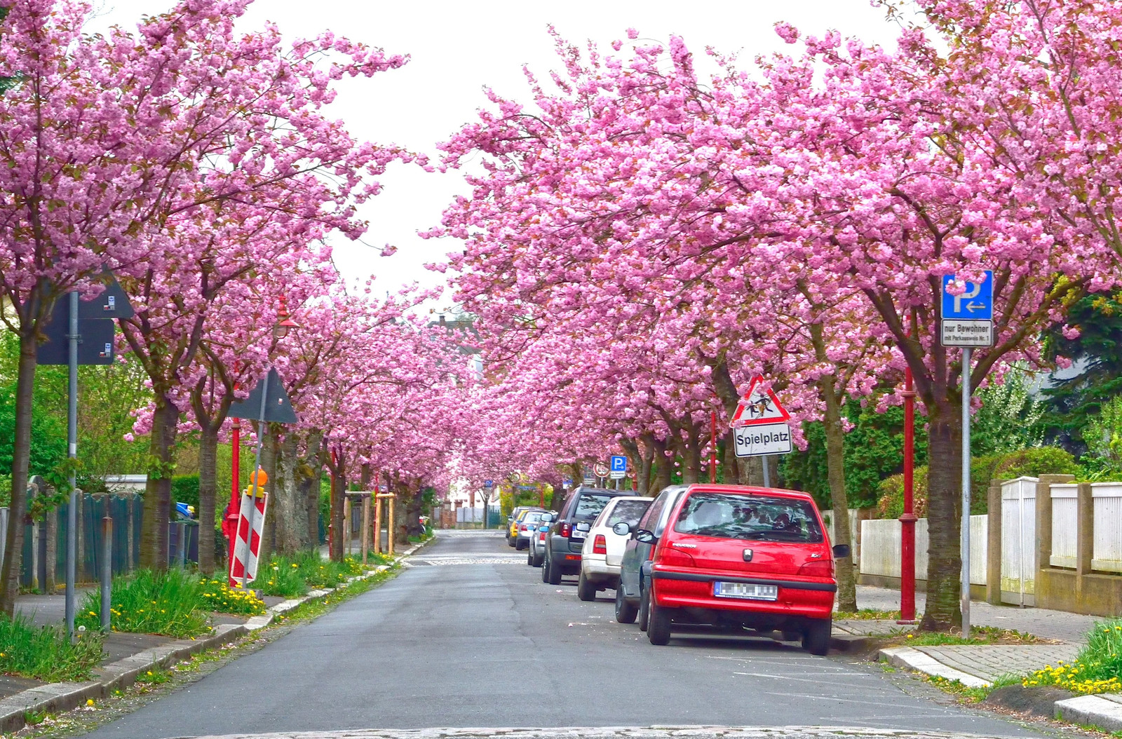 Japanese Cherry Blossom Tree Seeds – For 2026 Planting Sakura Pink Flowering