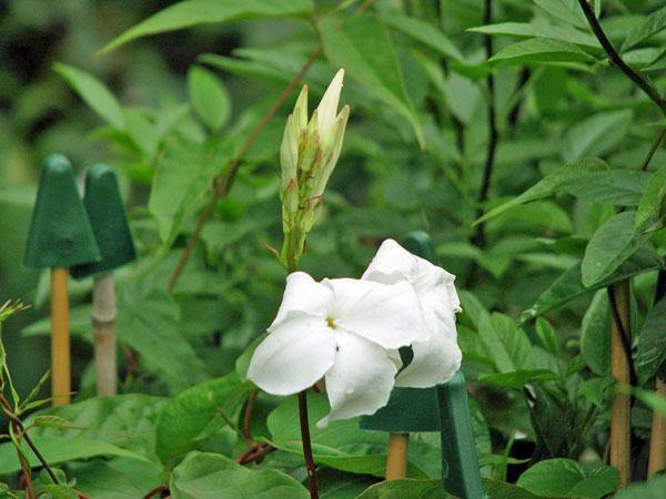 Mandevilla laxa | Chilean Jasmine | White Star | 5 Seeds