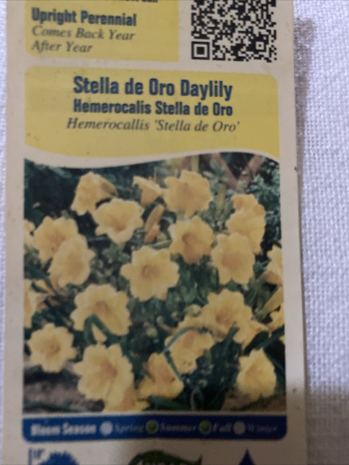 5 Bare Roots/ Starter Plant Day lily Steila De Oro Freshly For Immediately Plant