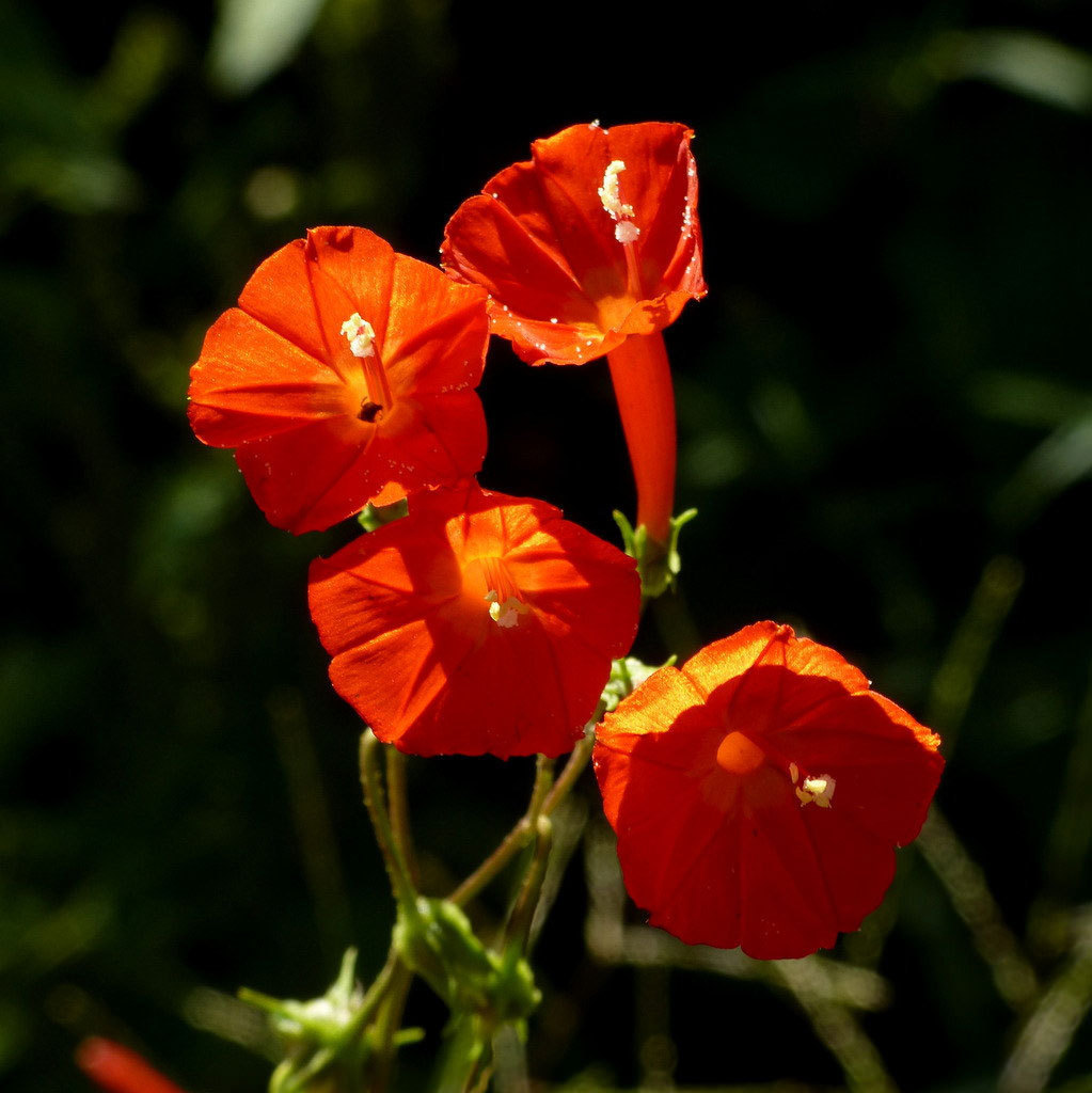 Ipomoea hederifolia | Scarlet Morning Glory | 10_Seeds