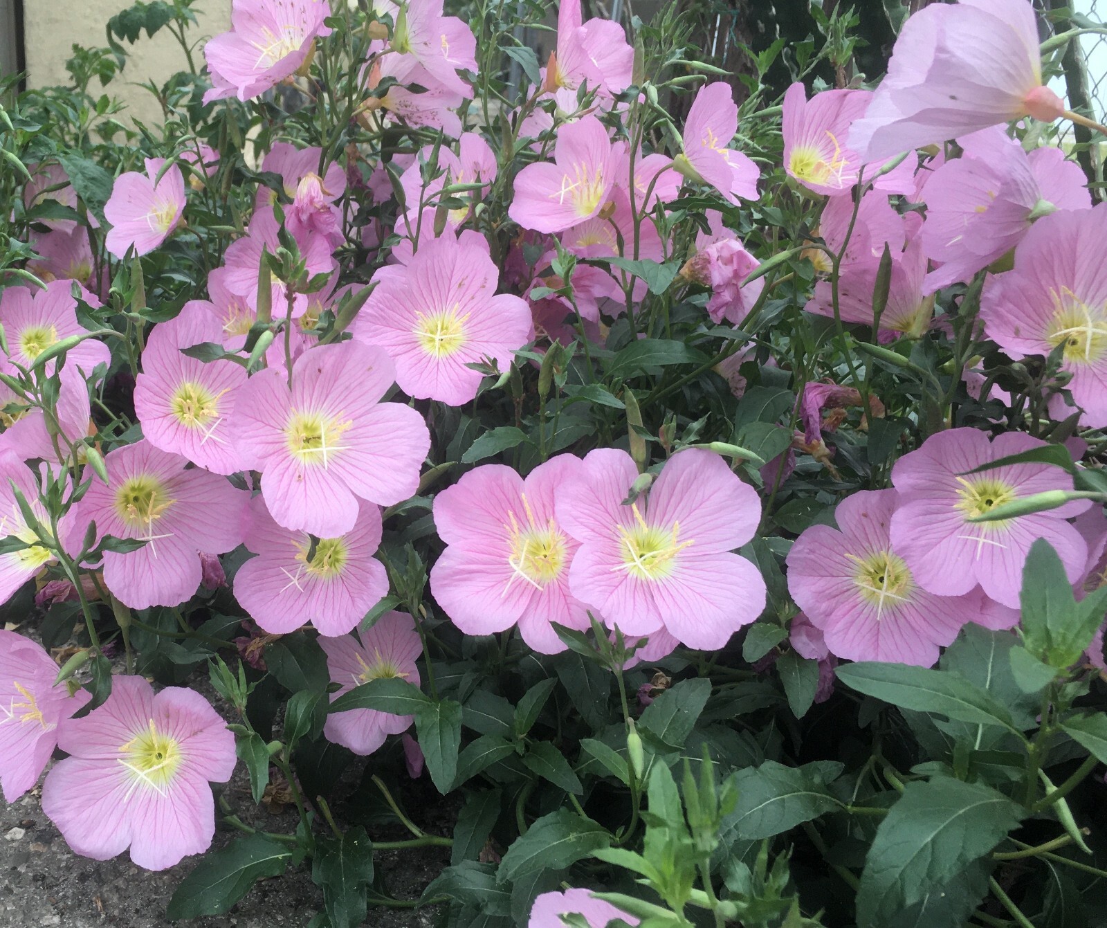 500+Pink Showy Evening Primrose Seeds Medicinal Herb Border Container Garden USA