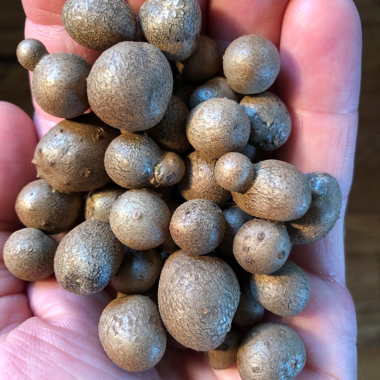 5 Dioscorea polystachya Bulbils, Tsukune-Imo form, cultivar ‘Nara’