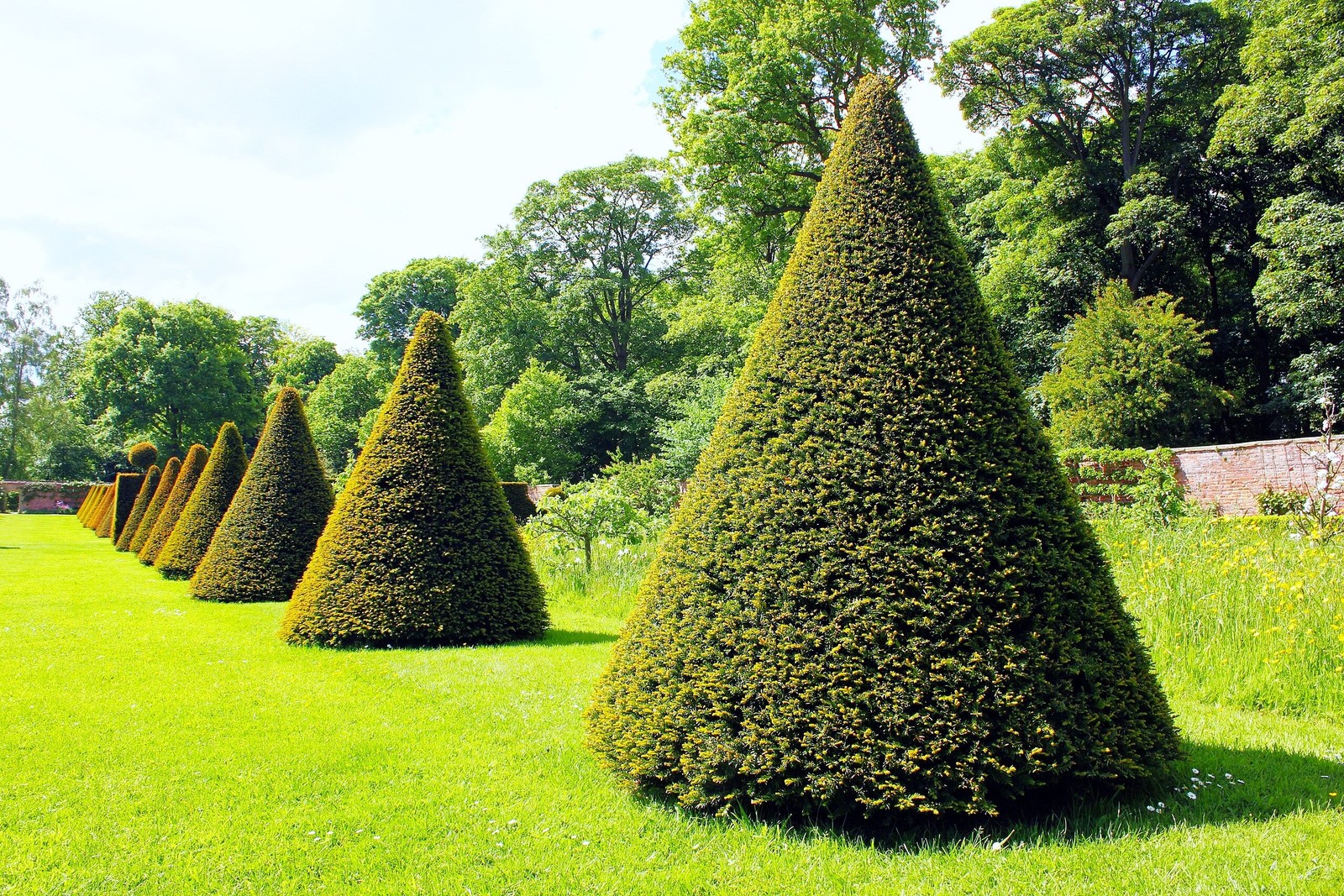 English Yew Seeds – For 2026 Planting Topiary Hedges Taxus Baccata Ornamental