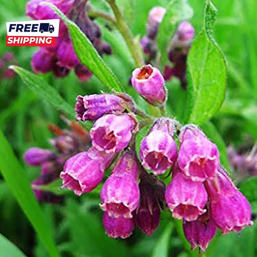80 Symphytum Officinale Comfrey Seeds Non-Gmo Heirloom Fresh Garden Seeds