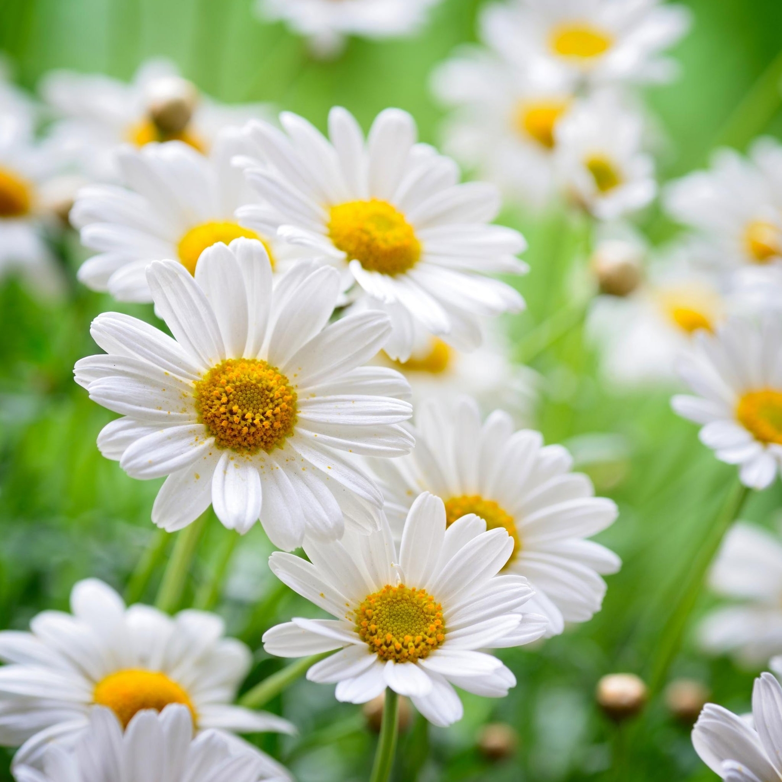 German Chamomile – Seeds – Organic – Non Gmo – Heirloom Seeds – Herb Seeds