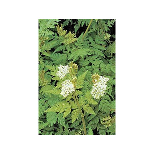Caraway Great Herb by Seed Kingdom 5 Lb Seeds