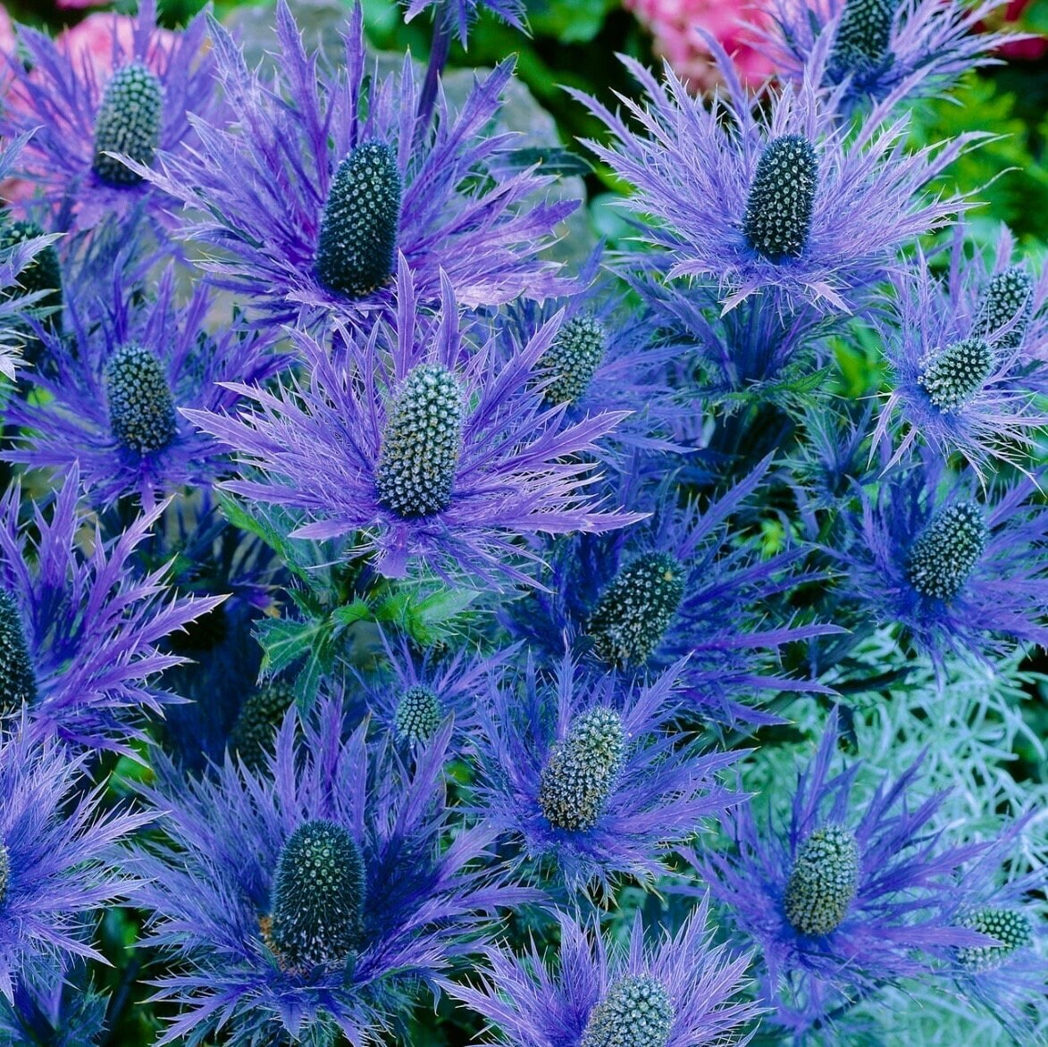 20 Flax Blue Sea Holly Dormant seeds for spring summer Blue colorful fast growi