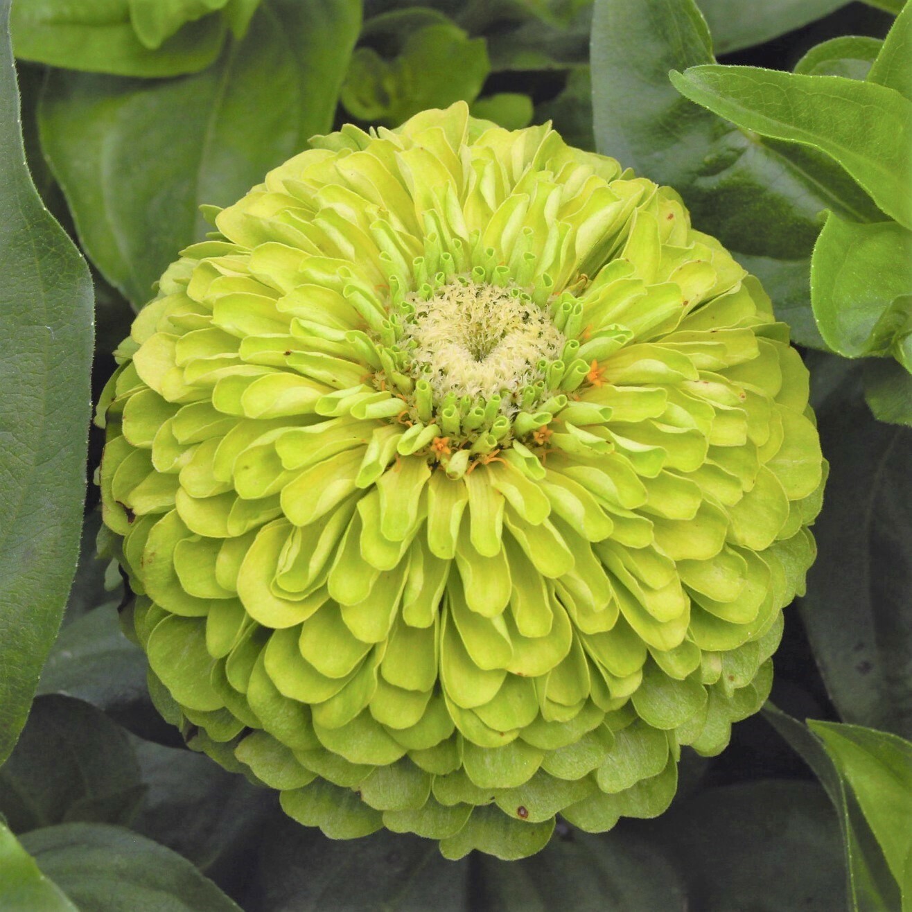 Envy Lime Green Zinnia Seeds | Double Blooms Cut and Come Again Flower Seed 2024
